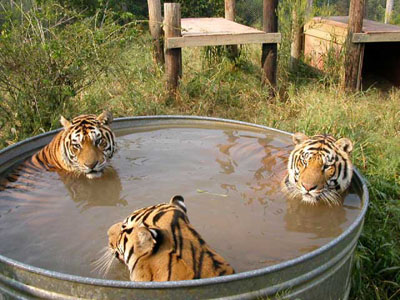 Бассейн для тигров
